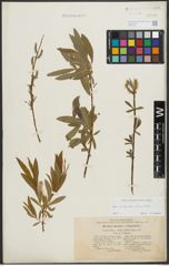 Foto von Salix purpurea L. x Salix viminalis L.